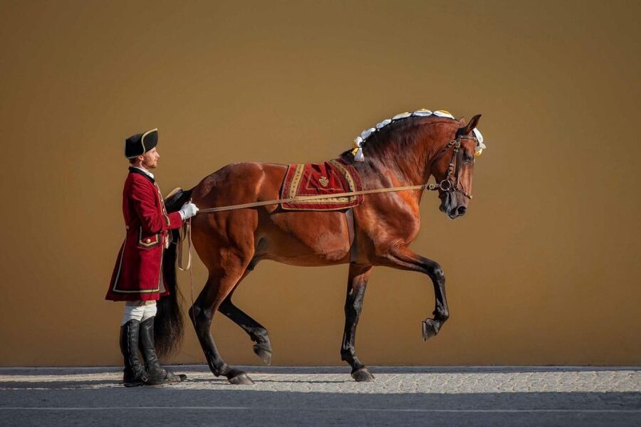 Lisbon: Morning of Equestrian Art with Lusitano Horses - Period Music and the 18th-Century Court
