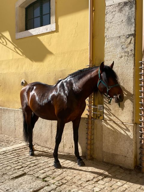 Lisbon: Morning of Equestrian Art with Lusitano Horses - Behind the Scenes With the Lusitano Horses