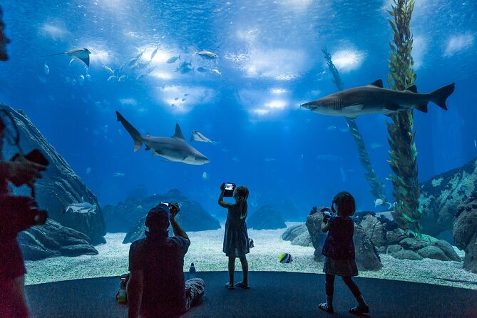 Lisbon Oceanario: Aquarium Entrance Ticket - Sea otters, sharks, rays, and the small details