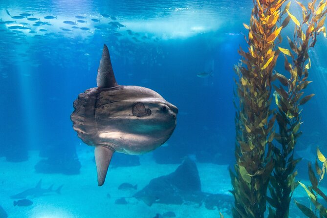 Lisbon Oceanario: Aquarium Entrance Ticket - Forests Underwater by Takashi Amano