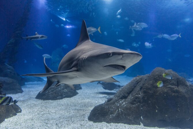 Lisbon Oceanario: Aquarium Entrance Ticket - Submerged Universe and the question of digital exhibits