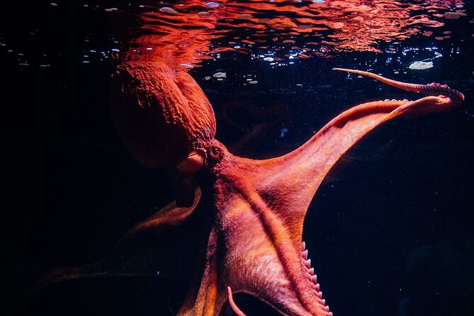 Lisbon Oceanario: Aquarium Entrance Ticket - Is the $30.17 ticket good value?