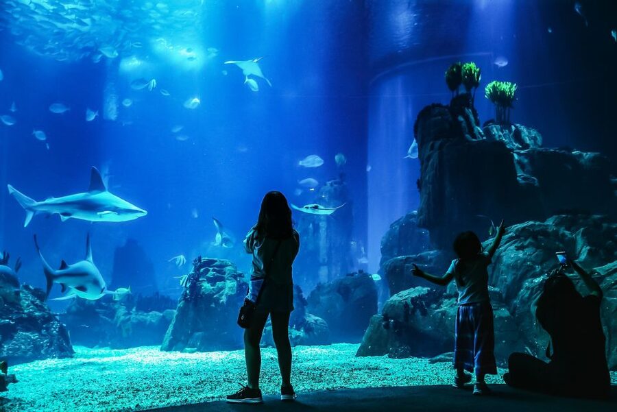 Lisbon: Oceanário de Lisboa Entrance Ticket - Key points to know before you go