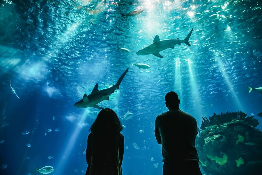 Lisbon: Oceanário de Lisboa Entrance Ticket - Comfort, access, and practical details