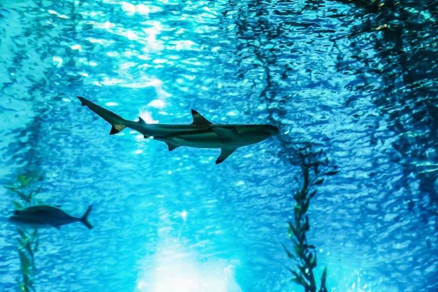 Lisbon: Oceanário de Lisboa Entrance Ticket - The central aquarium makes the visit