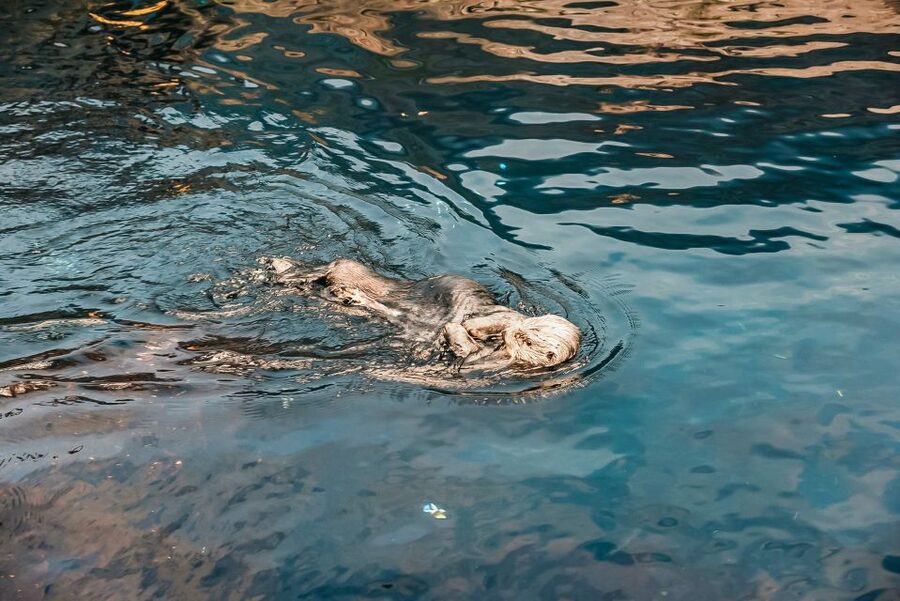 Lisbon: Oceanário de Lisboa Entrance Ticket - Sea otters, penguins, and the animals children remember
