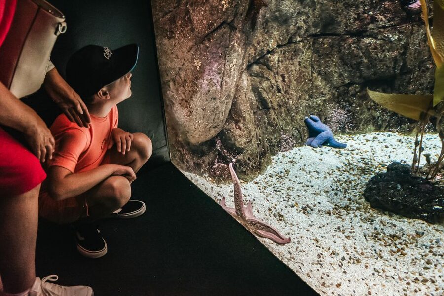Lisbon: Oceanário de Lisboa Entrance Ticket - A guided tour is worth considering