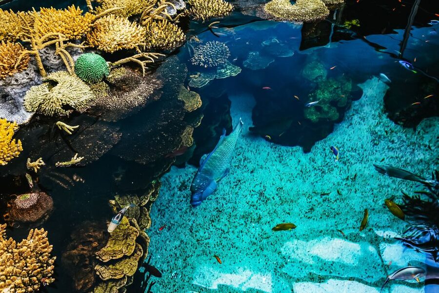 Lisbon: Oceanário de Lisboa Entrance Ticket - Four oceans, one carefully planned route