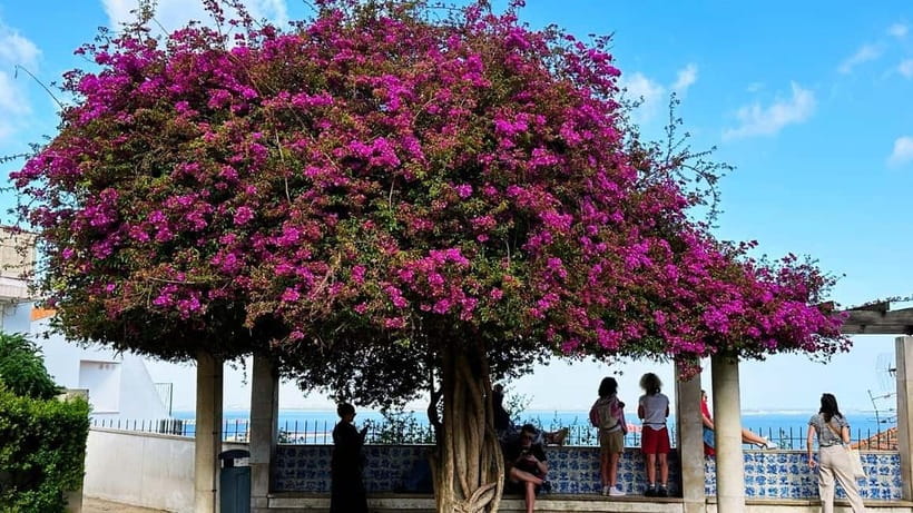 Lisbon: Old Town Tuk-Tuk Tour. - Starting at Time Out Market or Garrafeira Nacional