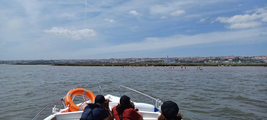 Lisbon: Tagus Estuary Nature Reserve Birdwatching Boat Tour - Why this estuary trip changes your view of Lisbon