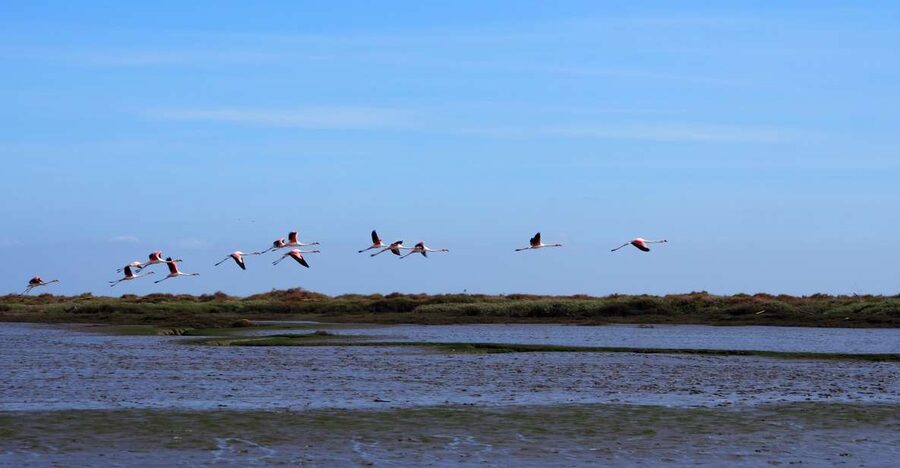 Lisbon: Tagus Estuary Nature Reserve Birdwatching Boat Tour - The first stretch past the city