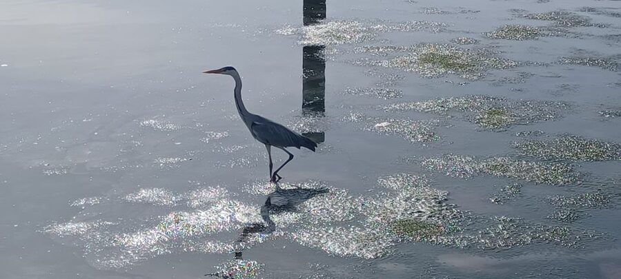Lisbon: Tagus Estuary Nature Reserve Birdwatching Boat Tour - Mouchao da Povoa and the open channels