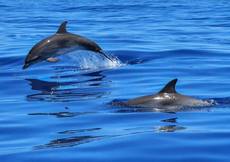 Lisbon: Tagus River Cruise to the Ocean & Dolphin Watching - Key points to know before booking