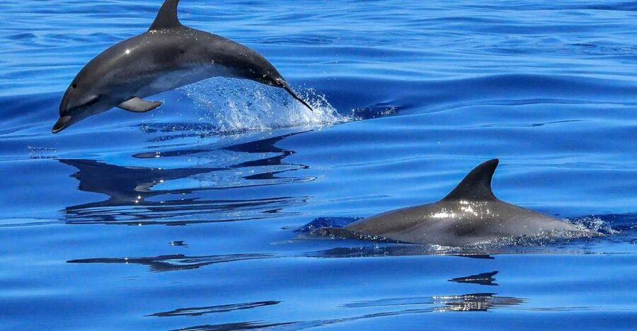 Lisbon: Tagus River Cruise to the Ocean & Dolphin Watching - The river mouth at Fort of São Lourenço do Bugio