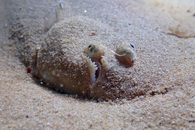 Lisbon: Try Scuba Diving in Arrabida Marine Reserve with photos - Using the supplied scuba equipment