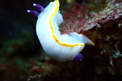 Try Scuba Diving in Arrabida Marine Reserve with photos