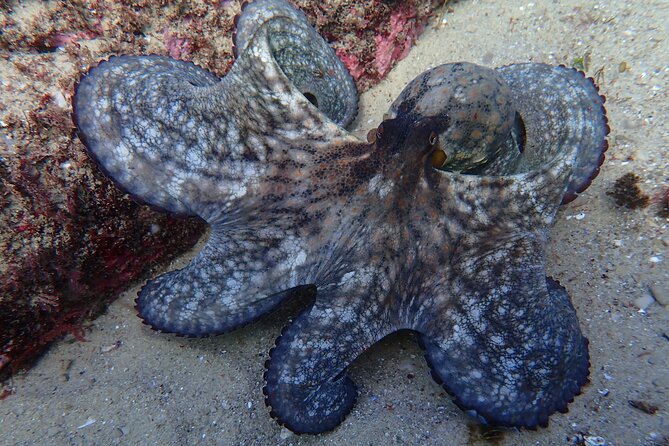 Lisbon: Try Scuba Diving in Arrabida Marine Reserve with photos - Underwater pictures and how to receive them