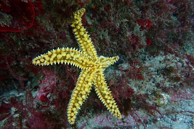 Lisbon: Try Scuba Diving in Arrabida Marine Reserve with photos - Snacks, coffee, and the three-hour pace