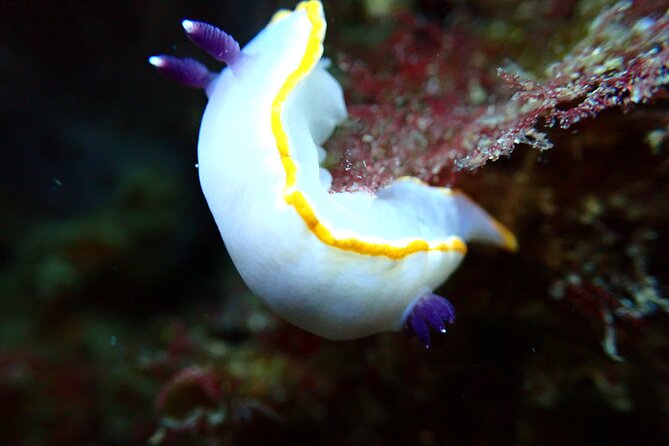 Lisbon: Try Scuba Diving in Arrabida Marine Reserve with photos - The first lesson: skills before the water