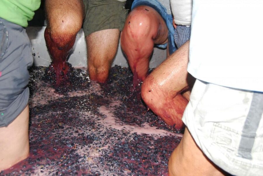 Loulé: Quinta da Tôr Winery Guided Tour and Wine Tasting - Key points at a glance