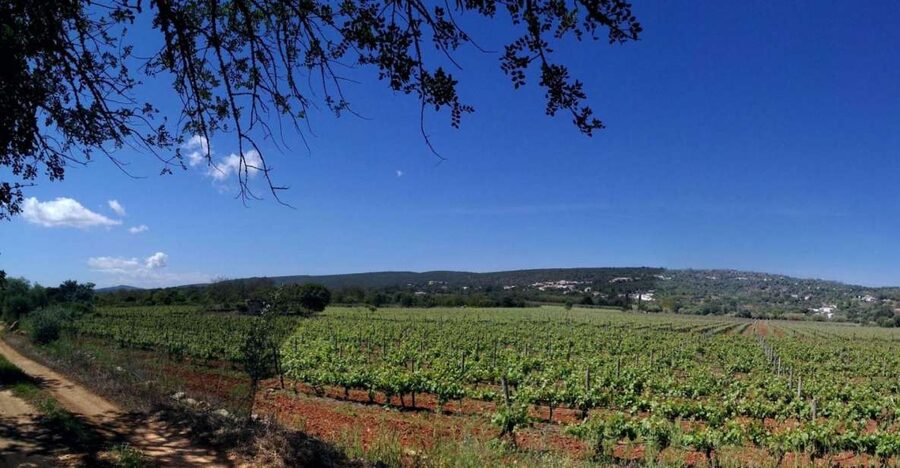 Loulé: Quinta da Tôr Winery Guided Tour and Wine Tasting - Why this winery visit is worth leaving the coast