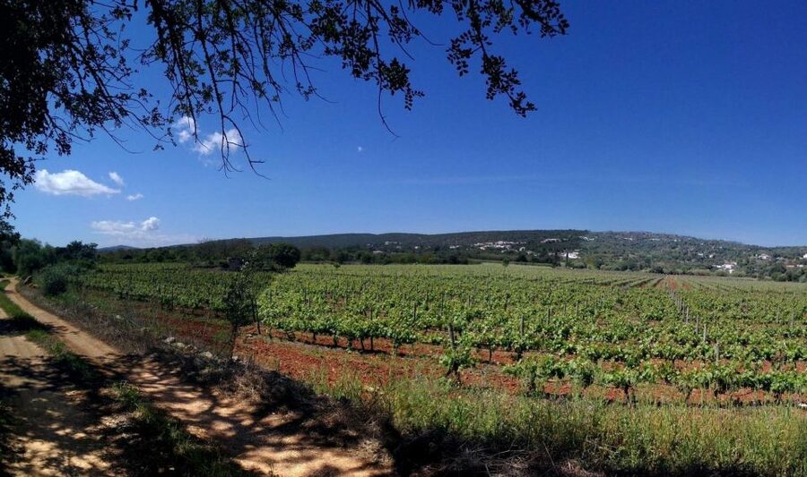 Loulé: Quinta da Tôr Winery Guided Tour and Wine Tasting - The 30-minute winery tour