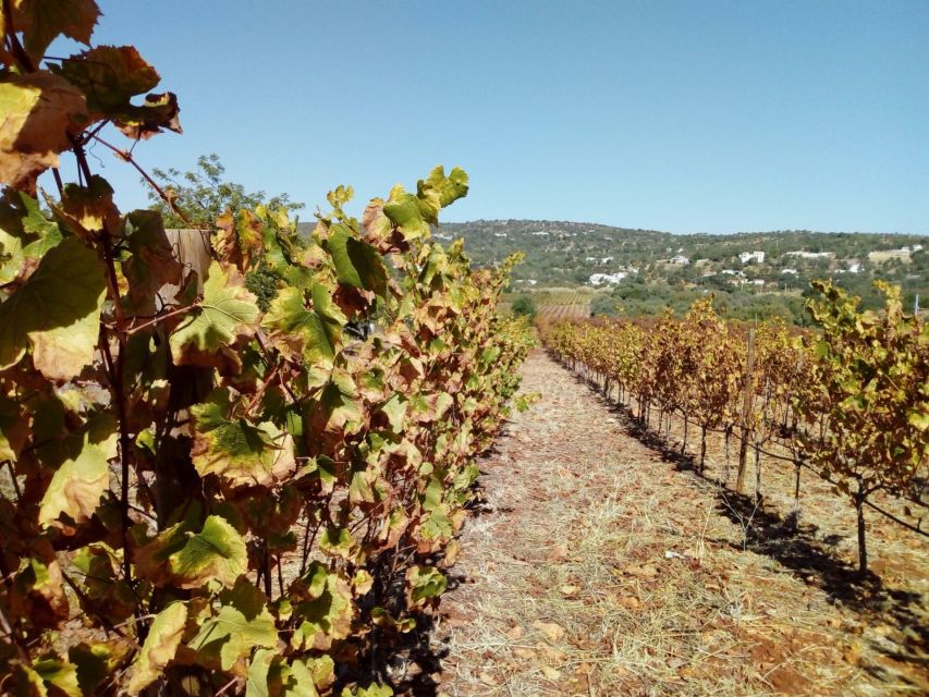 Loulé: Quinta da Tôr Winery Guided Tour and Wine Tasting - Choosing between the tasting options