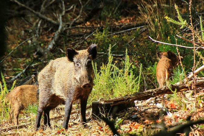 Lousa Mountain Private Tour - Why the private format matters