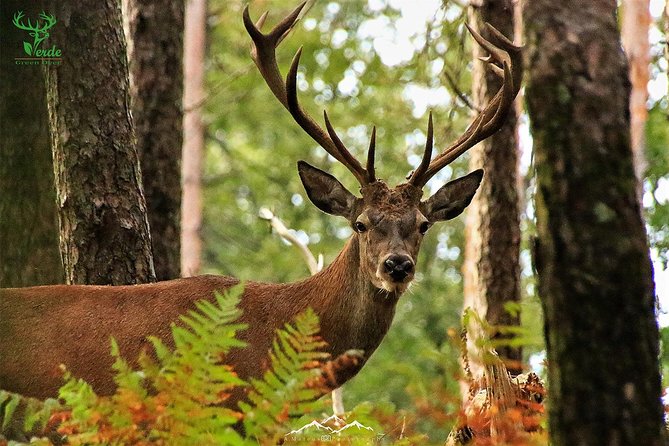 Lousa Mountain Private Tour - Searching for deer by 4x4