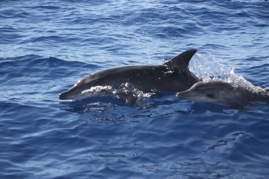 Madeira: 2.5-Hour Whale and Dolphin-Watching Cruise - FAQ