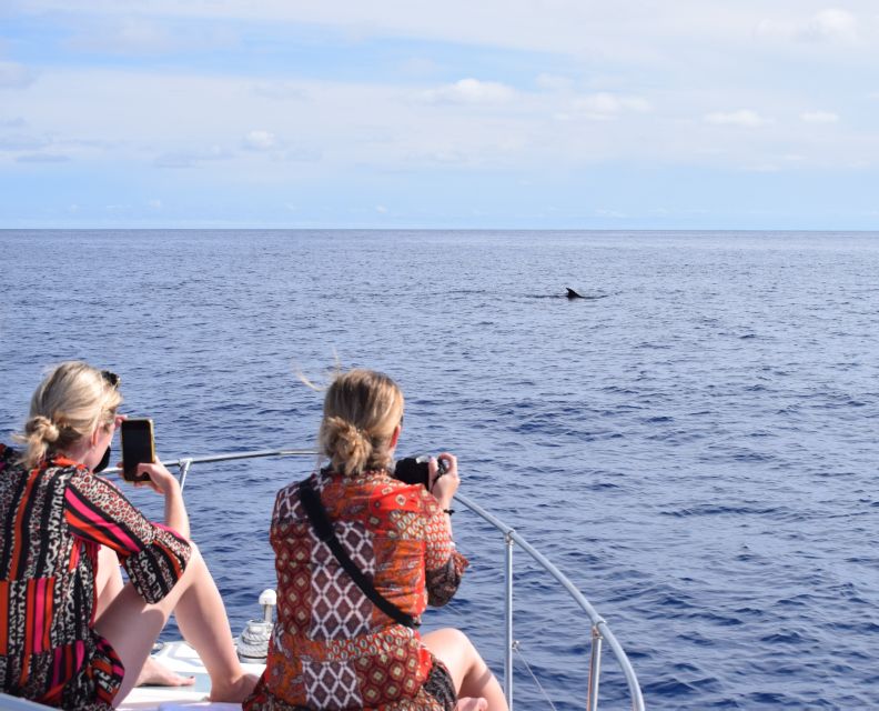 Madeira: 2.5-Hour Whale and Dolphin-Watching Cruise - Searching for dolphins and whales along the southwest coast