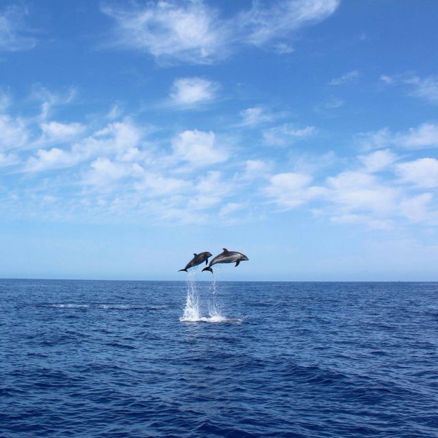 Madeira: 2.5-Hour Whale and Dolphin-Watching Cruise - Swimming and snorkeling in clear Madeira water