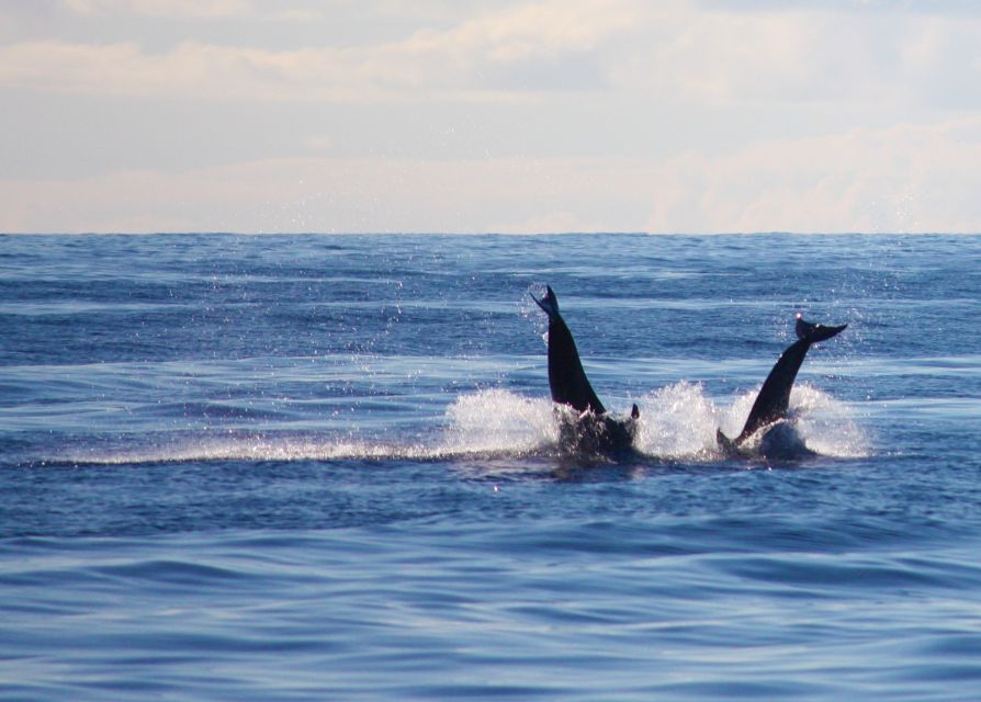 Madeira: 2.5-Hour Whale and Dolphin-Watching Cruise - Is $81 a fair price for 2.5 hours?