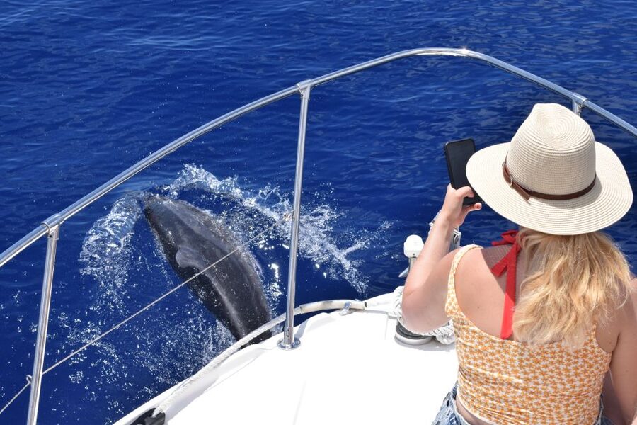Madeira: 2.5-Hour Whale and Dolphin-Watching Cruise - Small details that make the outing easier