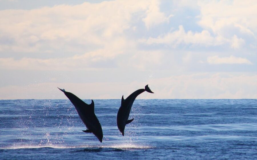 Madeira: 2.5-Hour Whale and Dolphin-Watching Cruise - Should you book On Tales in Calheta?