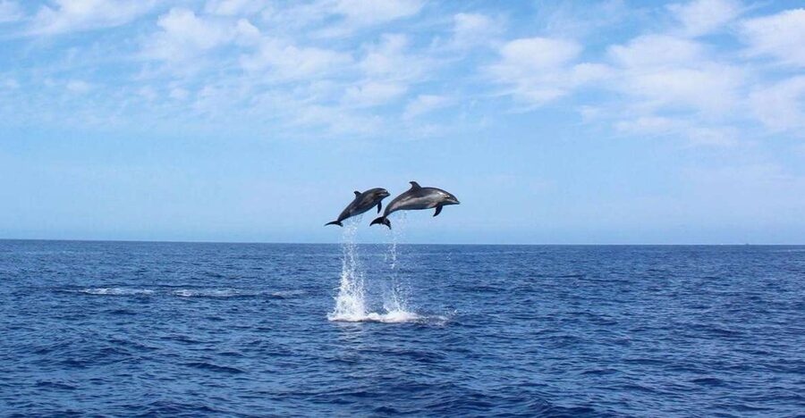 Madeira: 2.5-Hour Whale and Dolphin-Watching Cruise - Madeira’s villages and cliffs from the yacht
