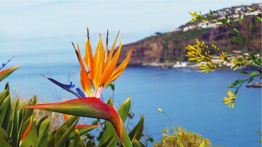 Madeira: Cabo Girao, Jeep Tour Adventure and Wine Tasting - The local bar and a proper poncha stop