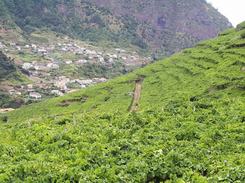 Madeira: Cabo Girão, Wine Tasting, & Serra d'Água Jeep Tour - The forest tracks are more exciting than they sound