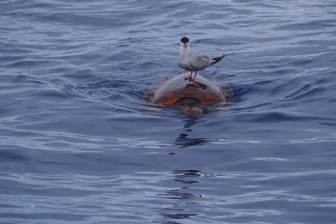 Madeira Dolphin and Whale Watching on a Ecological Catamaran - What the three-hour route includes