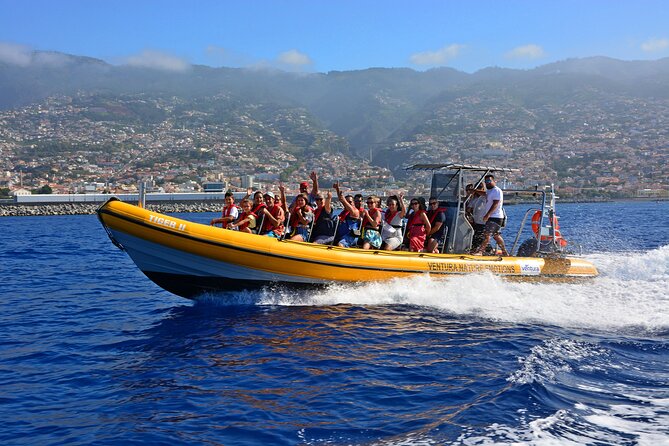 Madeira Dolphin & Whale Watching Tour - Key points before you book