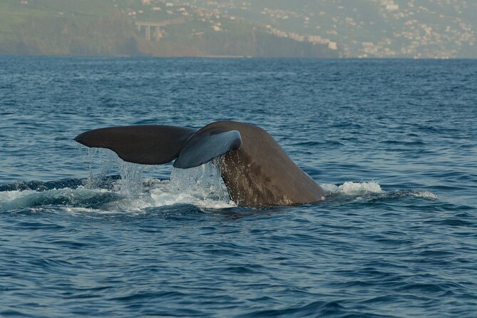 Madeira Dolphin & Whale Watching Tour - Leaving from Cais 8 in Funchal Marina