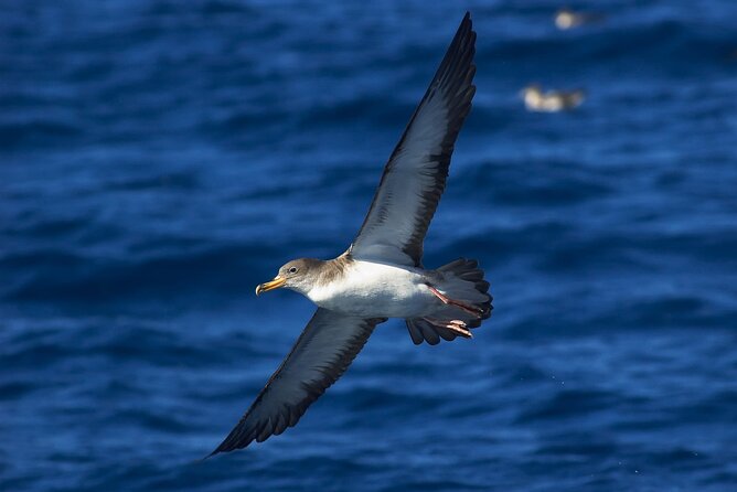 Madeira Dolphin & Whale Watching Tour - Searching the open water for whales and dolphins