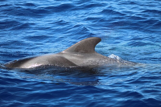 Madeira Dolphin & Whale Watching Tour - What a sighting feels like from a low boat