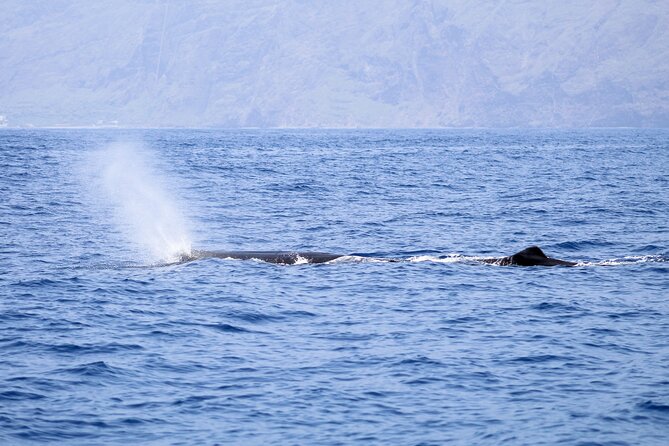 Madeira Dolphin & Whale Watching Tour - Watching Madeira from the sea