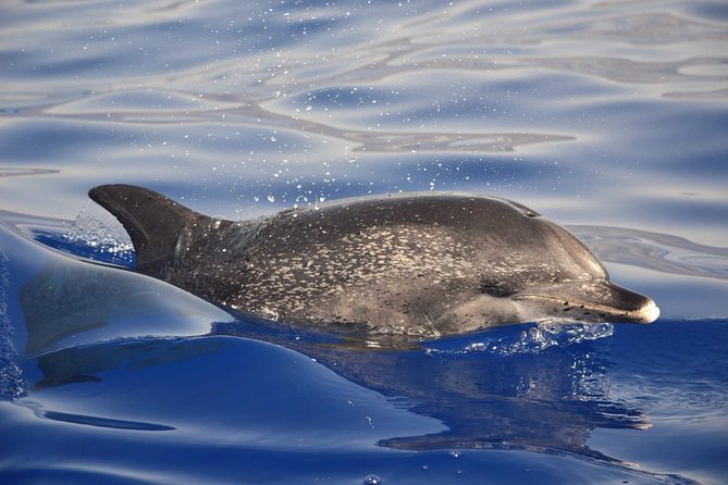 Madeira Dolphin & Whale Watching Tour - Who will get the most from this Madeira boat trip