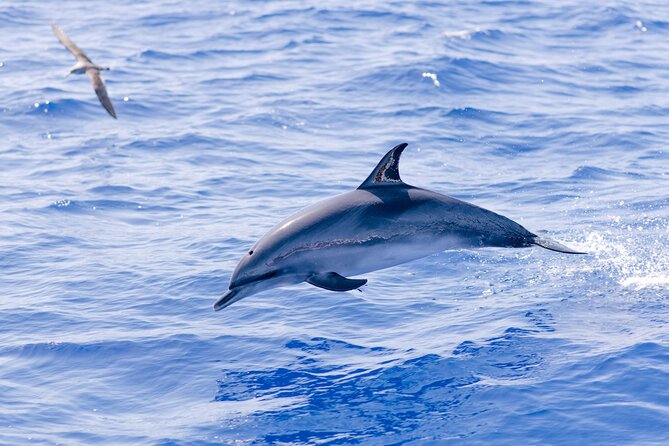 Madeira Dolphin & Whale Watching Tour - The briefing sets the rules before the boat moves