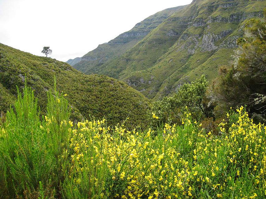 Madeira: Enjoy a Guided Levada Walk in the Rabaçal Valley - Why the Rabaçal Valley is worth your day