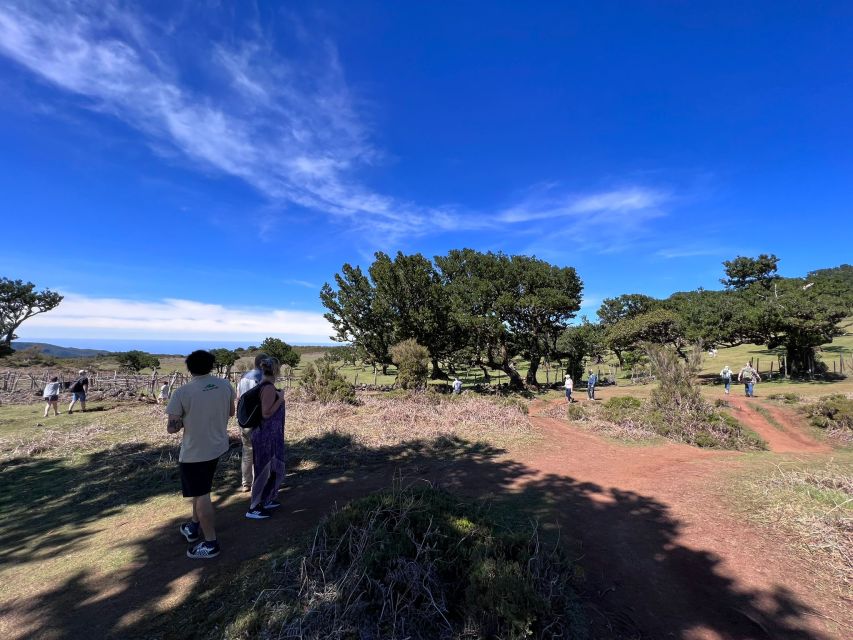 Madeira: Full-Day Jeep Tour with Guide and Pickup - Fanal Forest feels like another island