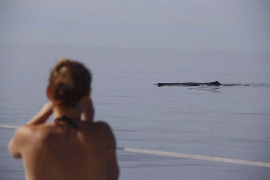Madeira: Funchal Sunset Tour by Catamaran - Sunset on the return to Funchal