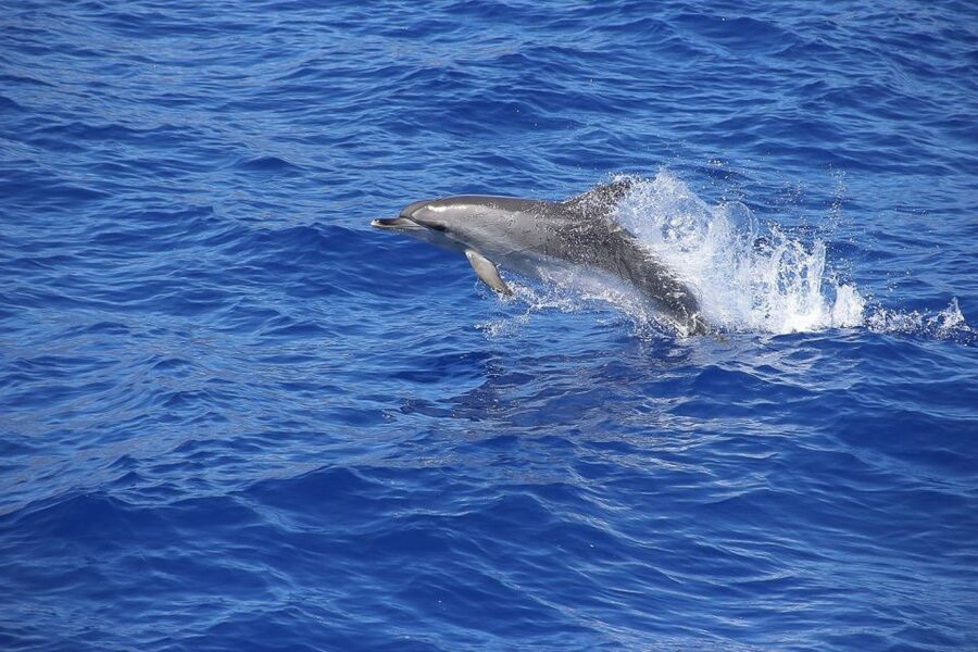 Madeira: Funchal Sunset Tour by Catamaran - Comfort, seating, and the sea conditions